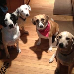 Meet your Posher, Elizabeth